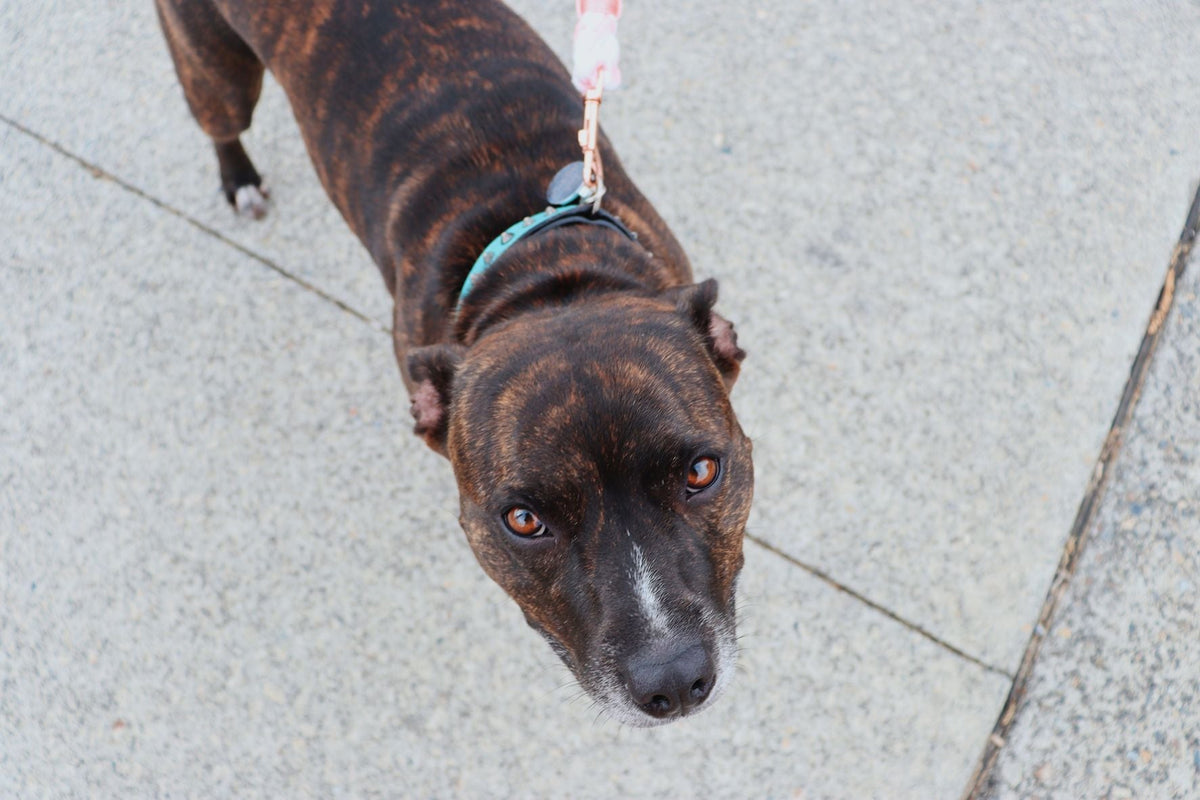 Leash Length and Dog Behavior: How Walking Equipment Changes Exploration