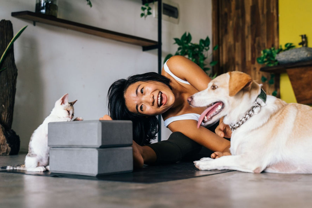 Pet Enrichment at Home: Why Mental Stimulation Matters More Than New Toys