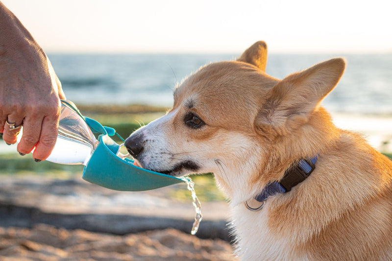 Pet Travel Bowls: Collapsible Silicone vs Portable Hard-Sided Designs
