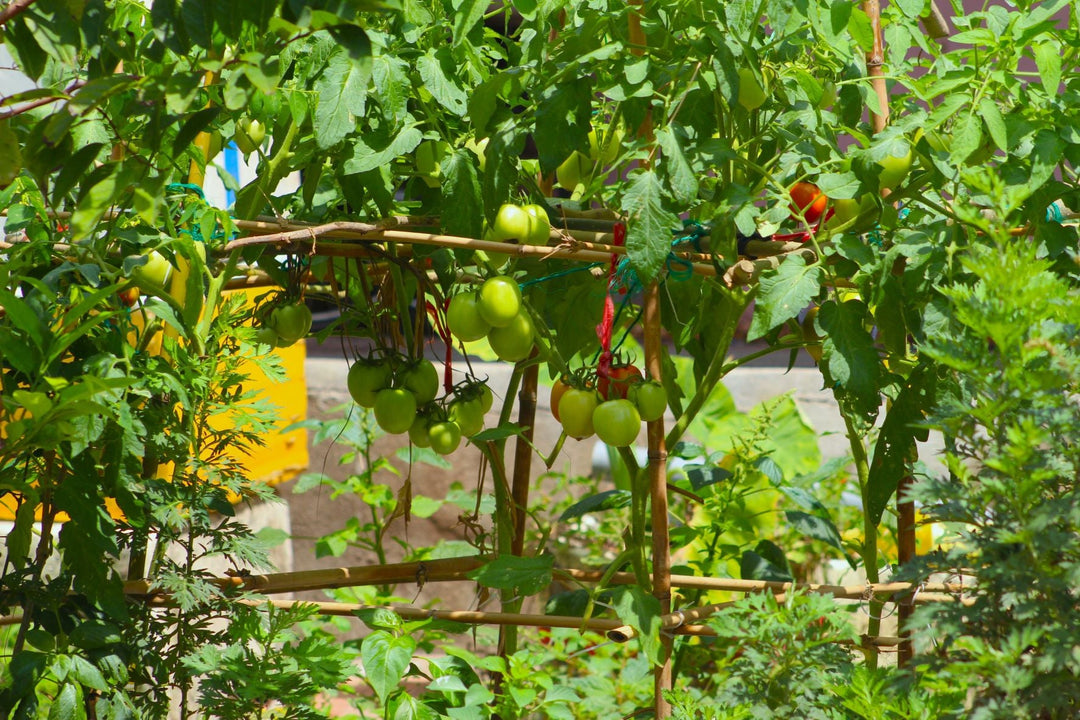 The Rise of Edible Gardens for Small Urban Spaces