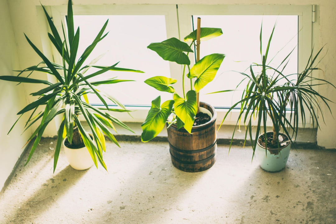Indoor Plants and Essential Care Tips for a Healthy Home Garden