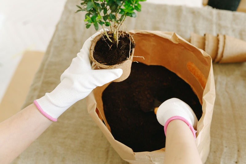Root Space vs Pot Size: Why Bigger Containers Aren't Always Better for Plants
