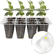 12-cell seedling tray with humidity dome, view 7 - MRSLM
