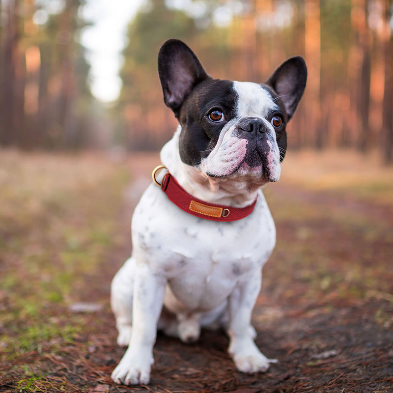 Nylon-Hundehalsband, weich gepolstert und verstellbar, für kleine und mittelgroße Hunde