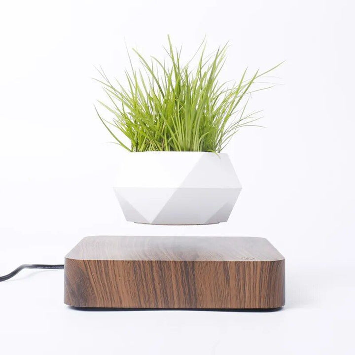 Enchanting Moon & Levitating Plant LED Light