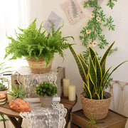 Straw woven plant basket set, view 5 - MRSLM