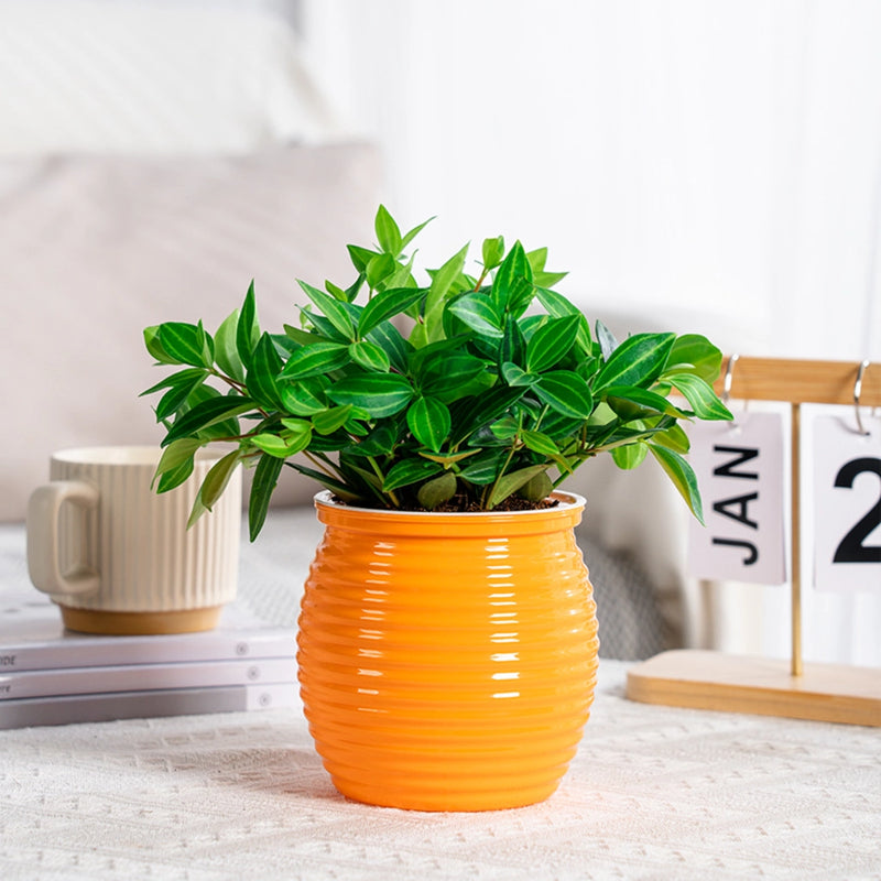 self-watering succulent flower vase, view 4 - MRSLM