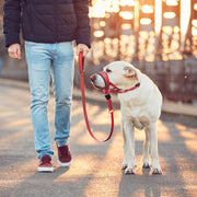 reflective dog muzzle and leash set - MRSLM
