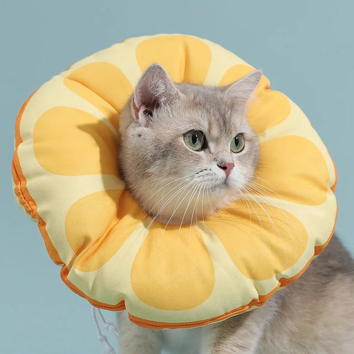 orange fruit neck collar for cats - MRSLM