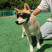 dog goggles with UV protection, view 7 - MRSLM