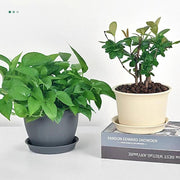 Round indoor plant pot with tray, view 9 - MRSLM