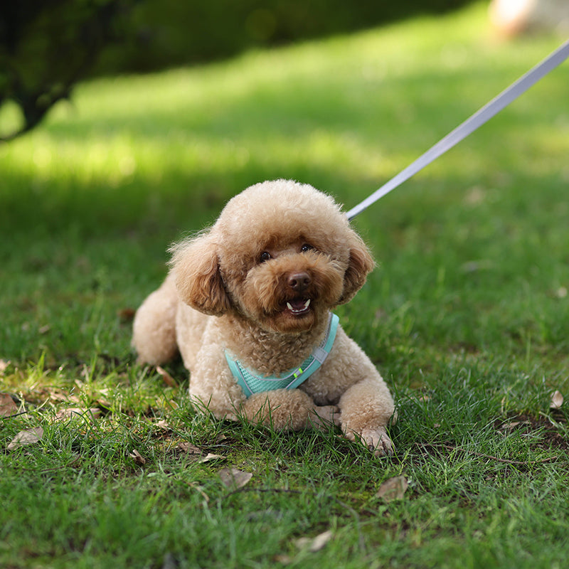 mesh harness and leash set, view 29 - MRSLM
