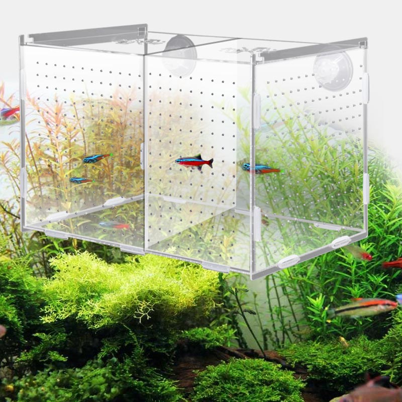 Caixa de Acrílico para Criação de Guppies
