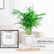 transparent self-watering succulent planter, view 3 - MRSLM