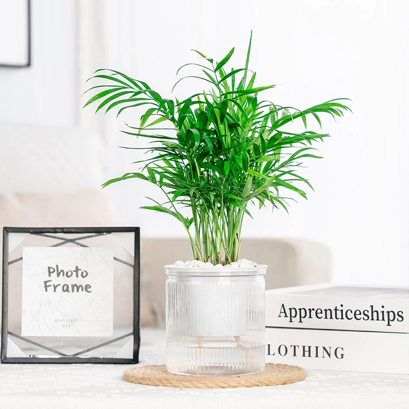 transparent self-watering succulent planter, view 3 - MRSLM