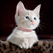 soft suede rhinestone cat collar, view 7 - MRSLM
