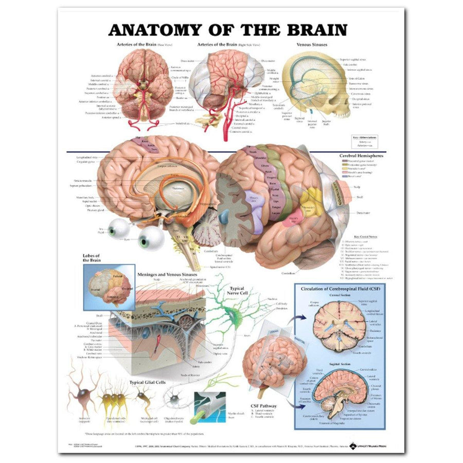 60x80cm Anatomy Of The Brain Poster Anatomical Silk Cloth Chart Human Body Midcal Educational Decor - MRSLM
