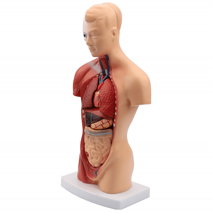11Inch Human Body Model Torso Anatomy Doll 15 Removable Parts Skeleton Visceral - MRSLM