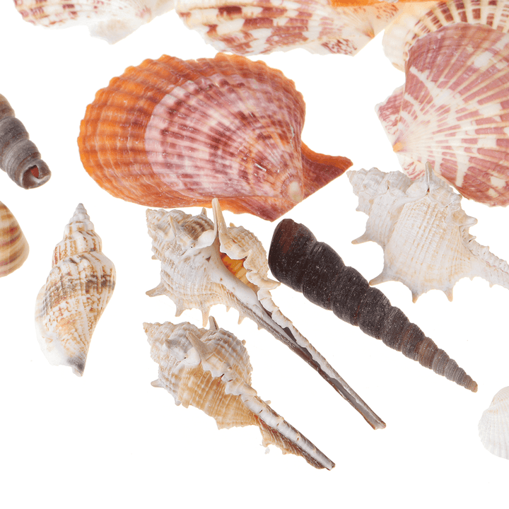 Natural Conch Shells Decorations - MRSLM