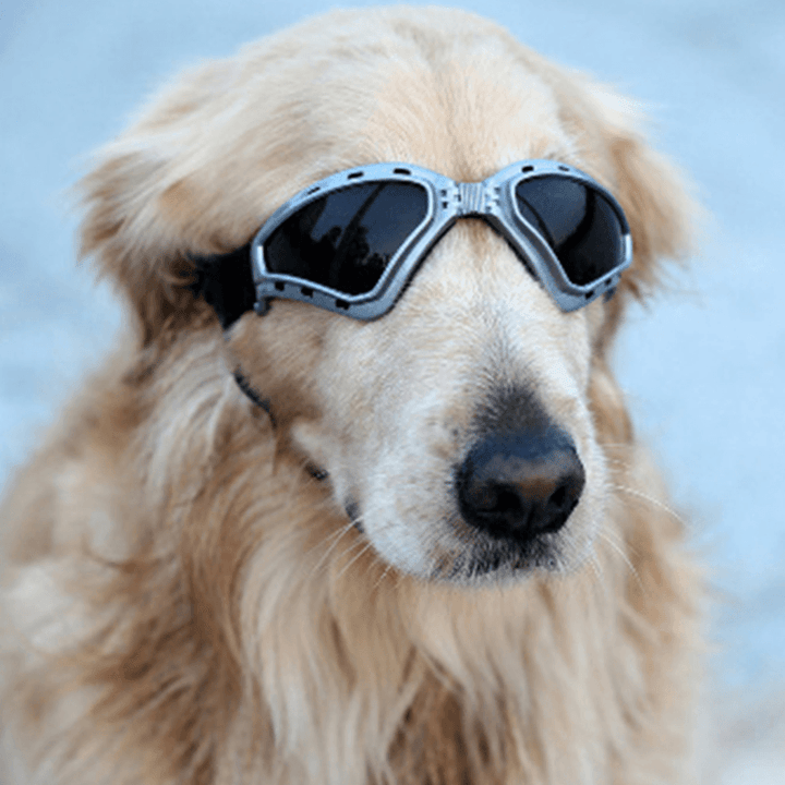 NAMSAN Pet Accessories Sunglasses Goggles Foldable Windproof Sunscreen Goggles in Large Dog Glasses From - MRSLM