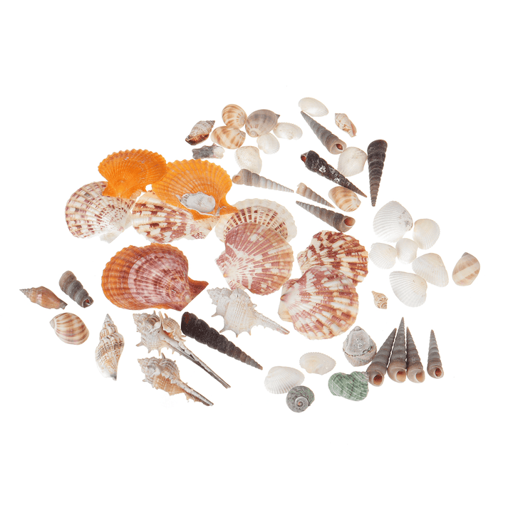 Natural Conch Shells Decorations - MRSLM