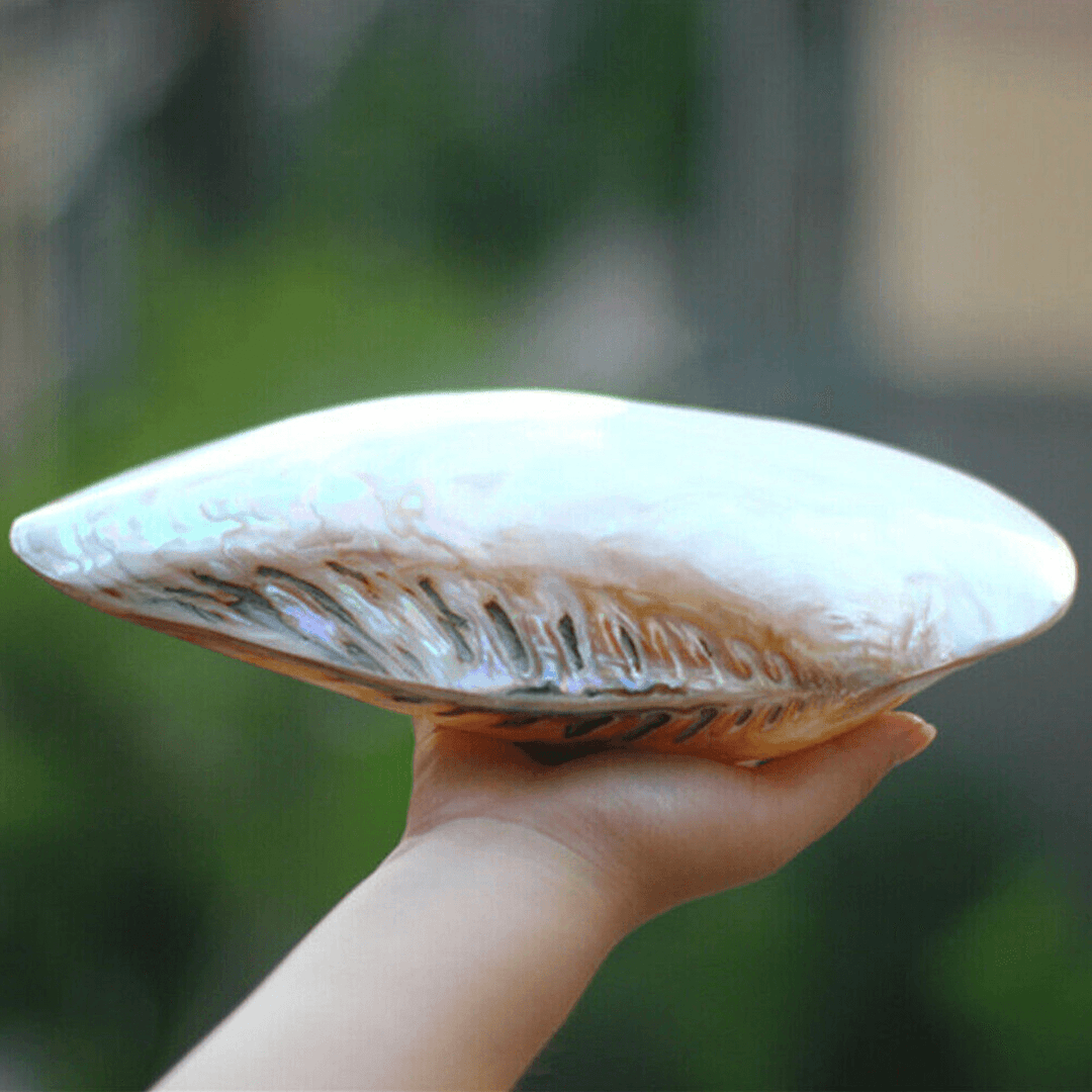 Natural Conch Shell Coral Pearl Mussel Clam Double-Sided Large Home Tank Decorations 26-28Cm - MRSLM