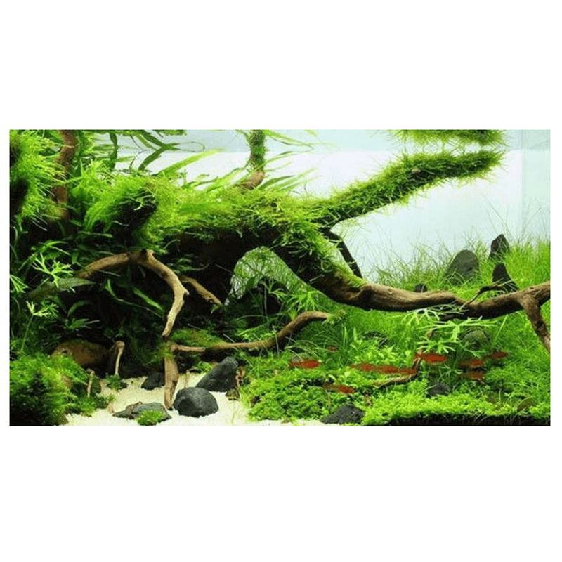 Natural Wood Trunk Driftwood Tree Aquarium Fish Tank Plant Branch Ornament Landscape Flower Grass Decorations - MRSLM