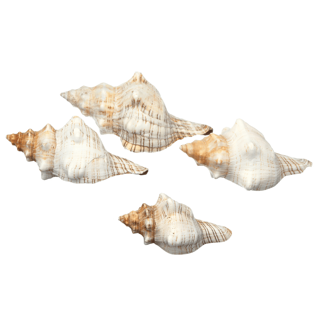 9-20Cm Natural Trumpet Sea Shells Conch Snails Home Ornament Decorations - MRSLM