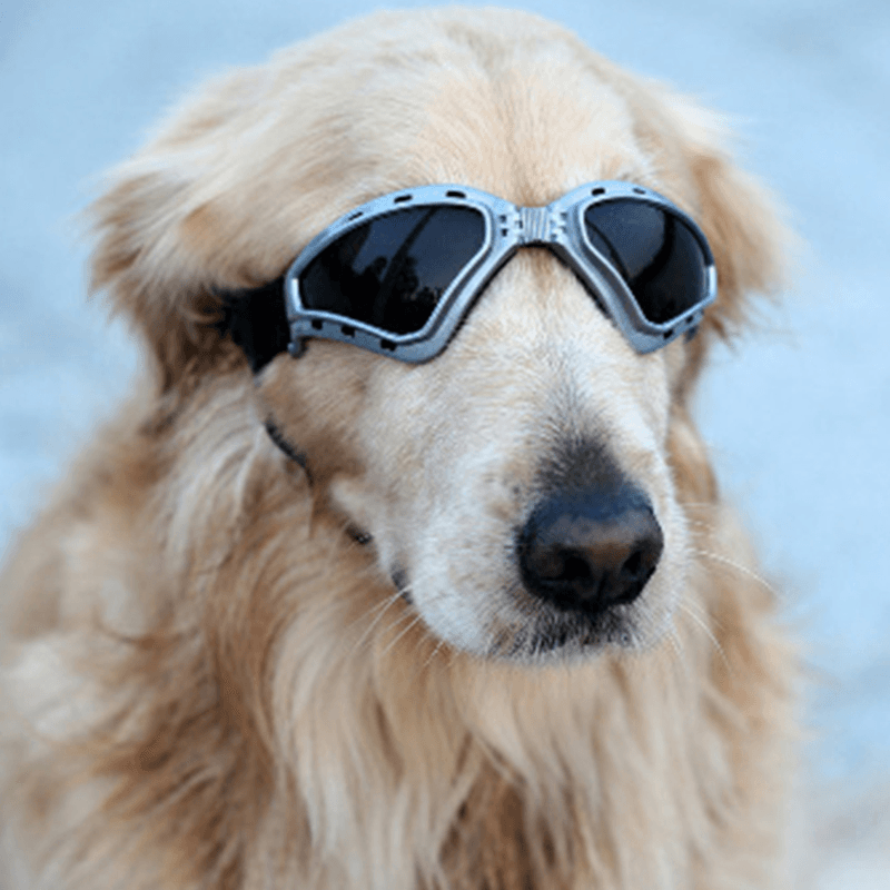 NAMSAN Pet Accessories Sunglasses Goggles Foldable Windproof Sunscreen Goggles in Large Dog Glasses From - MRSLM