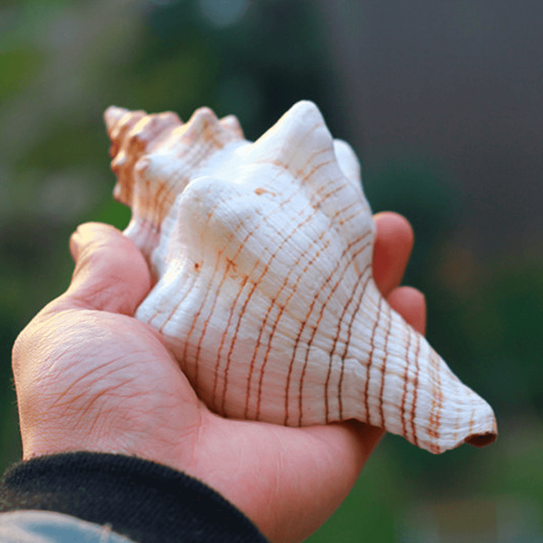 9-20Cm Natural Trumpet Sea Shells Conch Snails Home Ornament Decorations - MRSLM