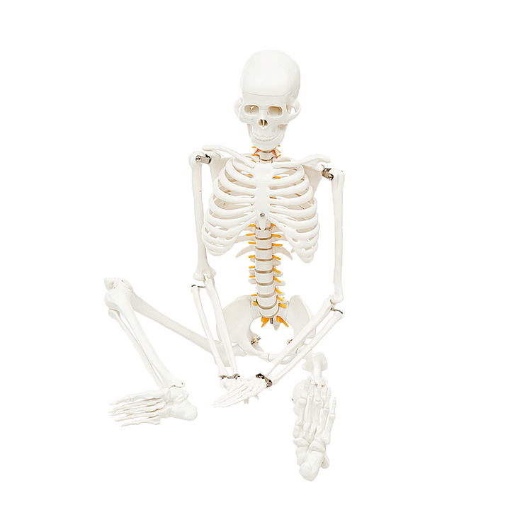 85Cm Lifesize Detachable Human Skeleton Bone Model Removable Arms Legs W Stand Anatomical Model Decorations - MRSLM