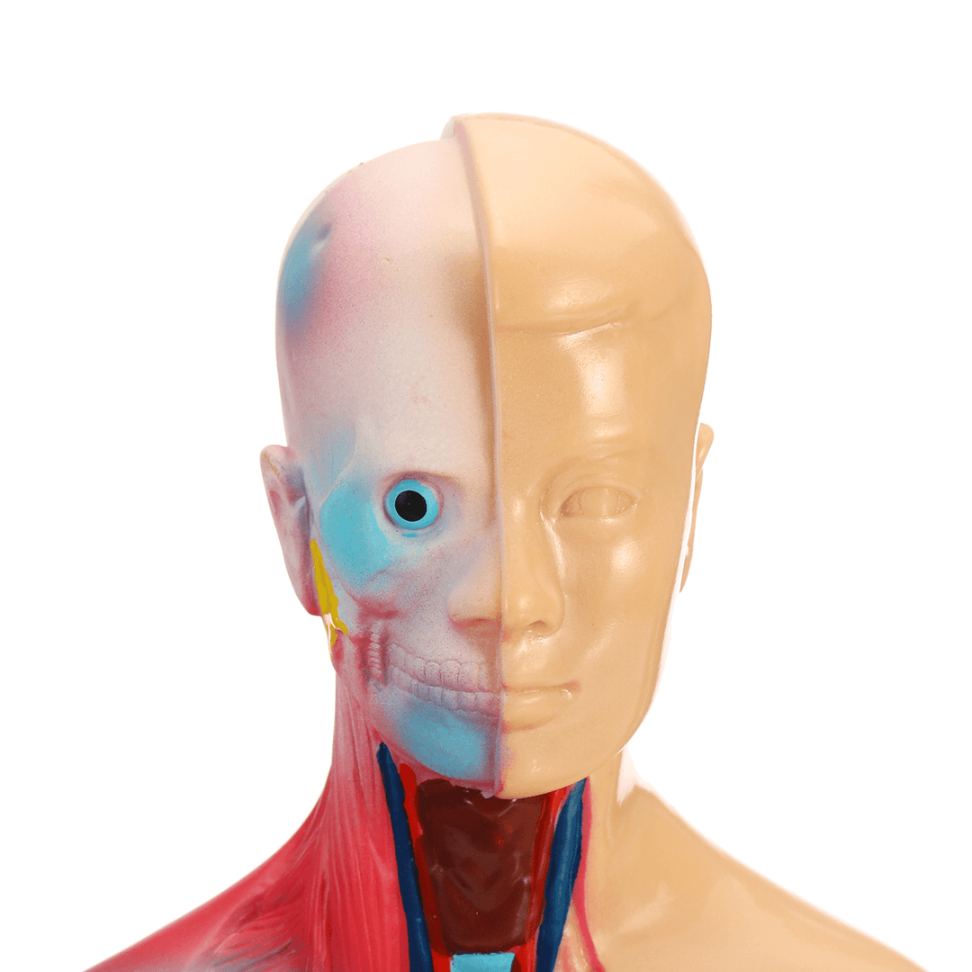 19 Part Human Anatomical Anatomy Skeleton Medical Learn Aid Human Organ Model - MRSLM