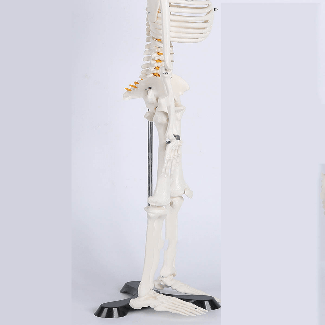 85Cm Lifesize Detachable Human Skeleton Bone Model Removable Arms Legs W Stand Anatomical Model Decorations - MRSLM