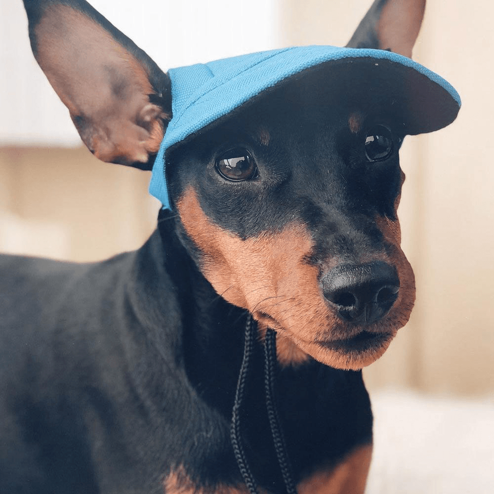 Summer Pet Dog Cute Print Cap Baseball Hat Small Dog Outdoor Hat Baseball Cap Pet Grooming Dog Hat Pets Accessories for Dogs Cats - MRSLM