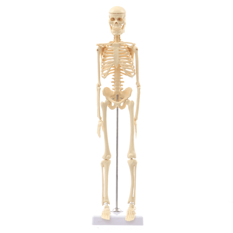 Mini Detachable Human Skeleton Bone Model Removable Arms Legs W Metal Stand Anatomical Medical Model - MRSLM