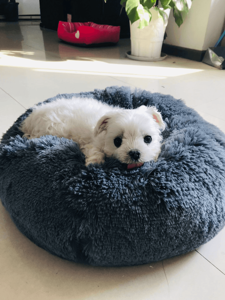 Multicolor Cat/Dog Pet Bed Super Soft Warm round Depth Super Cute Kennel - MRSLM