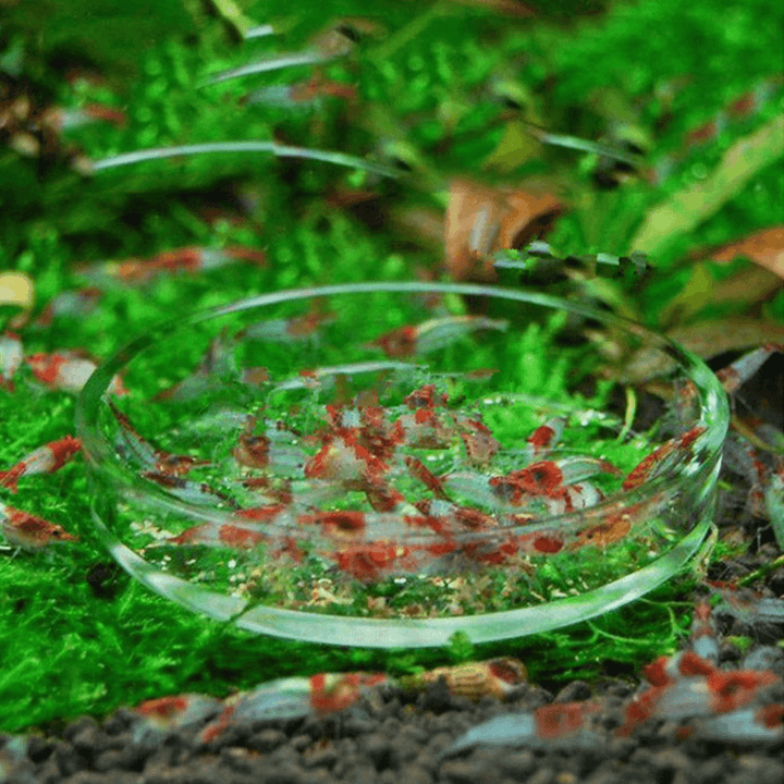 Clear Aquarium Fish Tank Glass Shrimp Feeding Food Dish Feeder Tray Fish Feeder - MRSLM