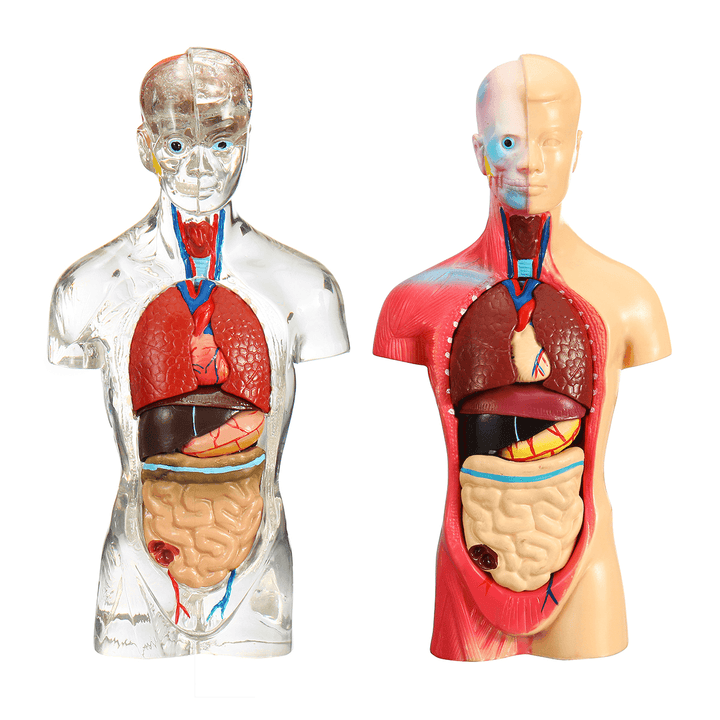19 Part Human Anatomical Anatomy Skeleton Medical Learn Aid Human Organ Model - MRSLM