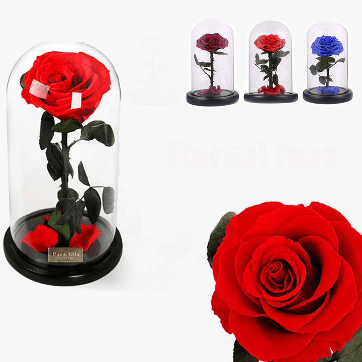 Forever Rose Beauty & the Beast Immortal Fresh Flower Christmas Unique Gifts Decorations - MRSLM