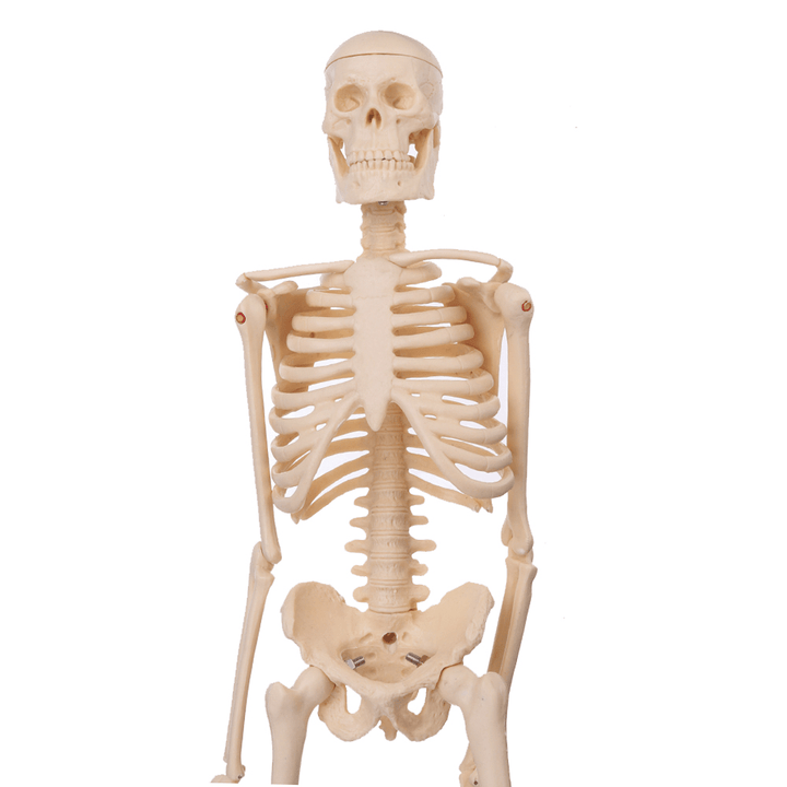 Mini Detachable Human Skeleton Bone Model Removable Arms Legs W Metal Stand Anatomical Medical Model - MRSLM
