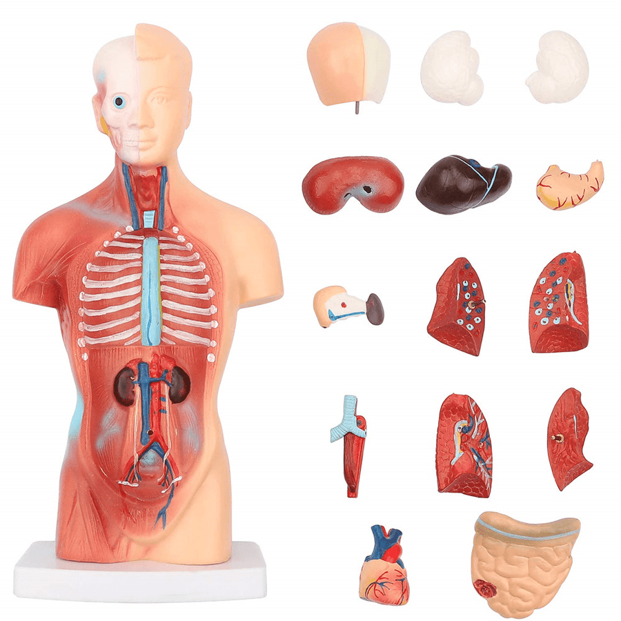 11Inch Human Body Model Torso Anatomy Doll 15 Removable Parts Skeleton Visceral - MRSLM