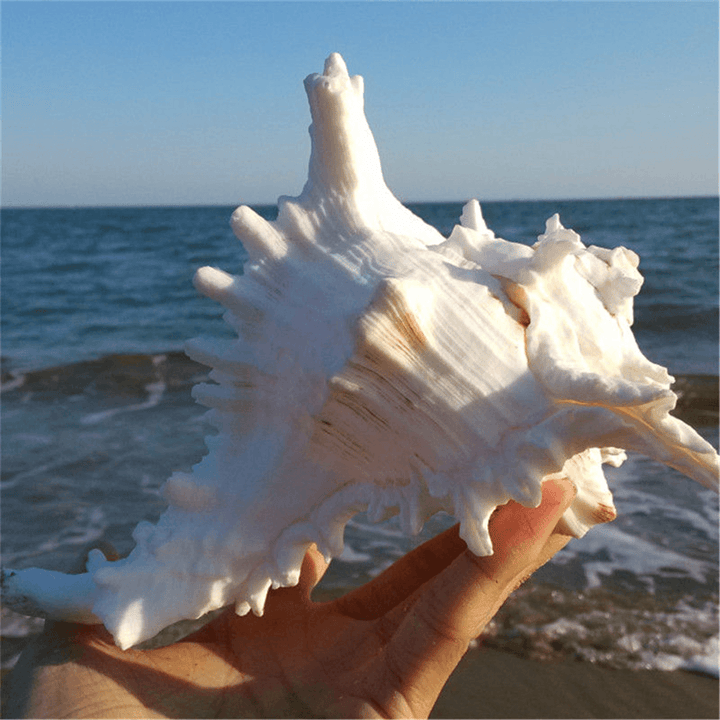 Large Queen Nautical Shells Conch Natural Seashell Beach Ocean Home Decorations - MRSLM