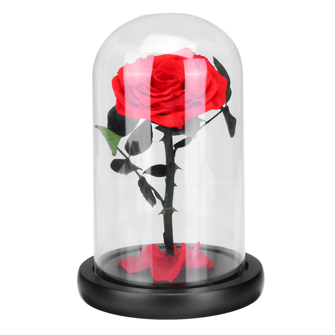 Forever Rose Beauty & the Beast Immortal Fresh Flower Christmas Unique Gifts Decorations - MRSLM