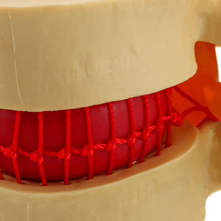 Medical Lumbar Vertebrae Model Props Anatomical Spine Herniation Teaching Tool - MRSLM