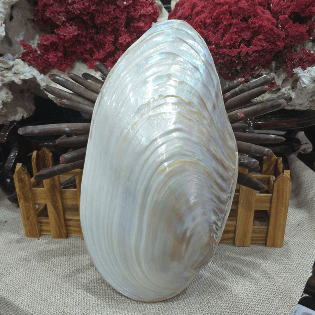 Natural Conch Shell Coral Pearl Mussel Clam Double-Sided Large Home Tank Decorations 26-28Cm - MRSLM