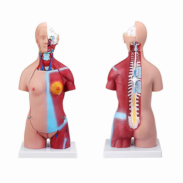 55cm Human Anatomy Unisex Torso Assembly Visceral Anatomical Model - MRSLM