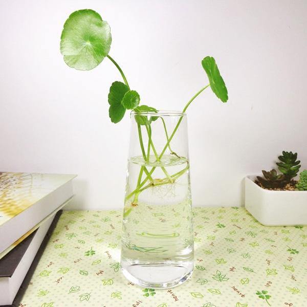 Cylinder Shaped Hydroponic Plants Glass Bottle Vase Home Garden Wedding Party Decoration - MRSLM