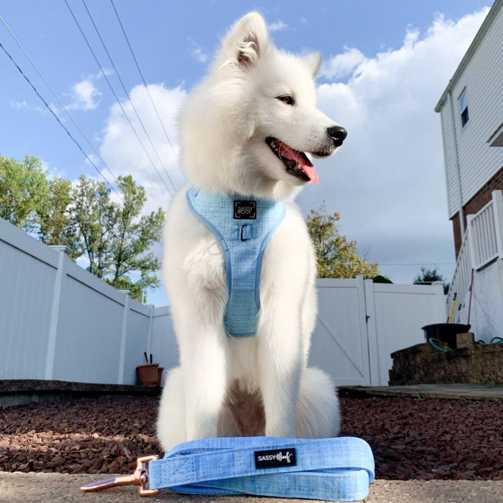 Blumond' Dog Fabric Leash - MRSLM