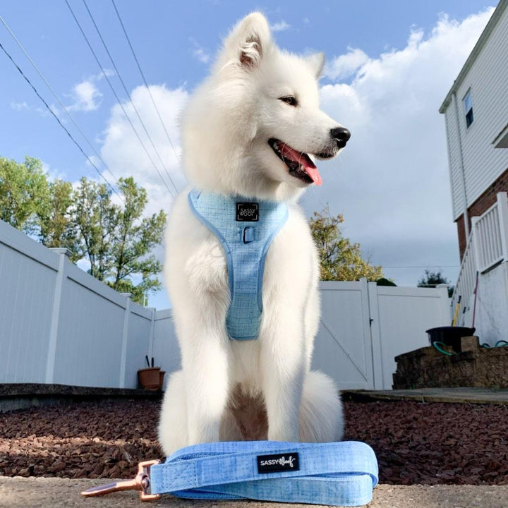 Blumond' Dog Fabric Leash - MRSLM