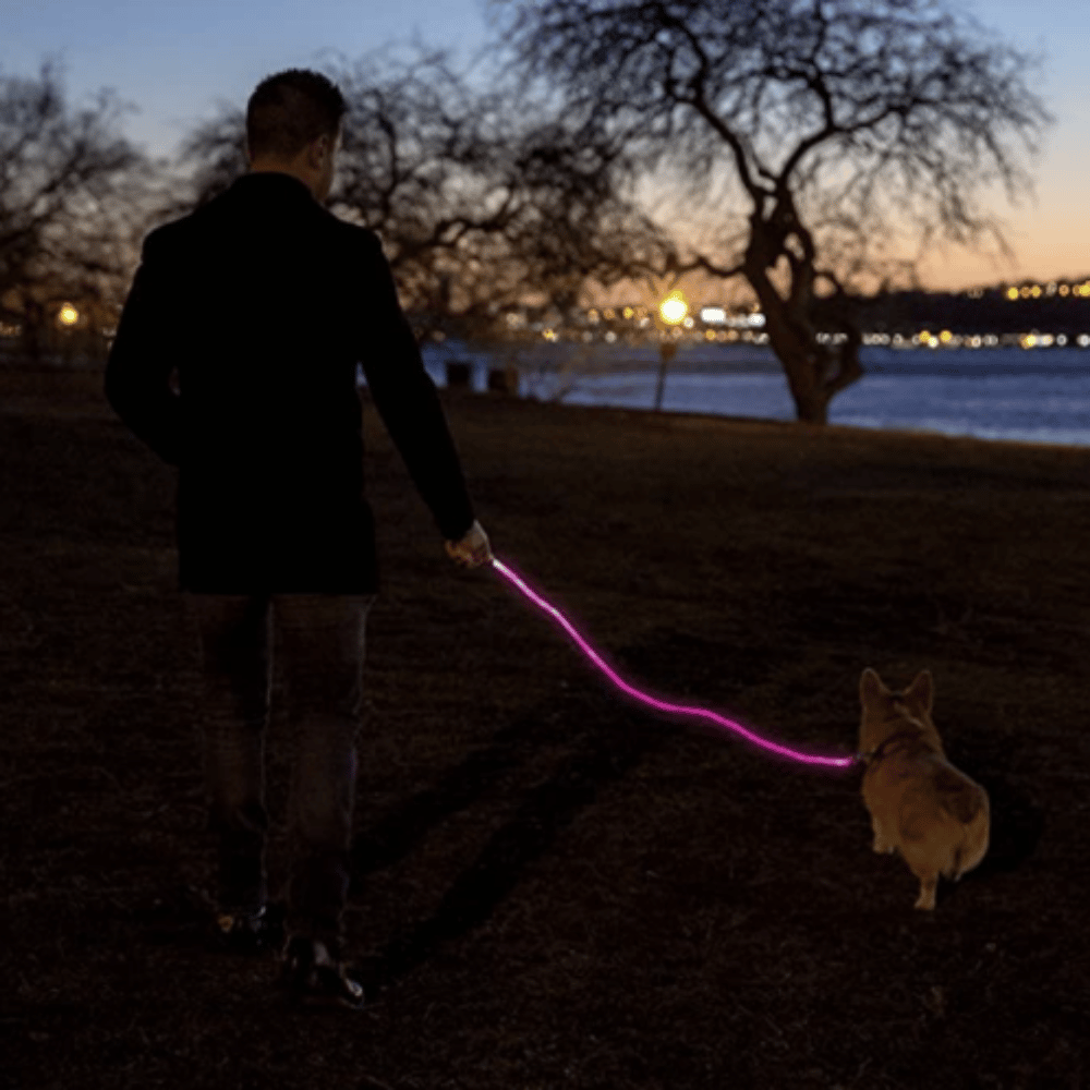 LED Dog Leash